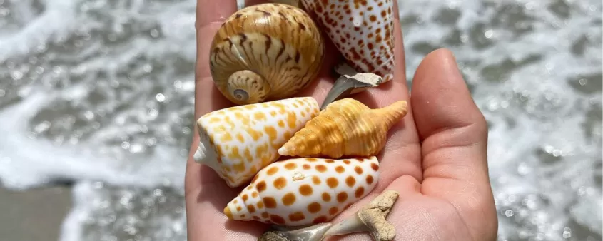 Seashells