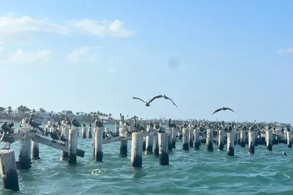 Pelicans gliding gracefully over pilings near the shoreline of Boca Grande
