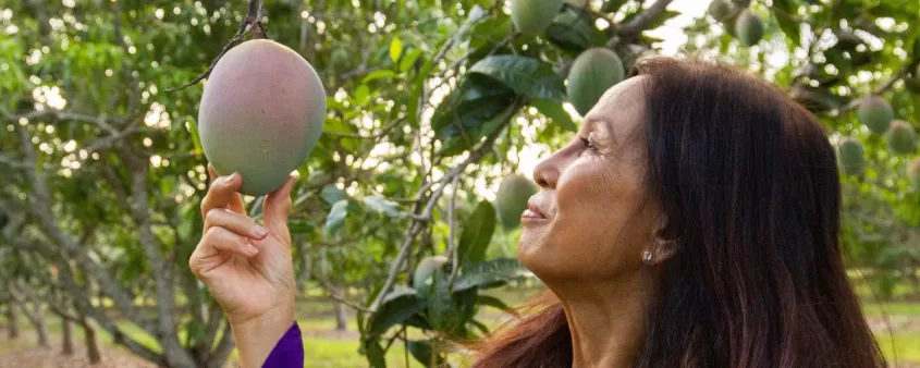 Nature Plants Mango Fruit Greenery