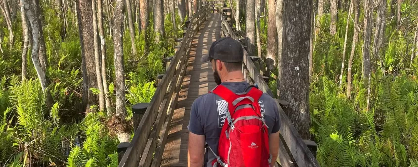 Six Mile Cypress Slough Nature Trail Trees